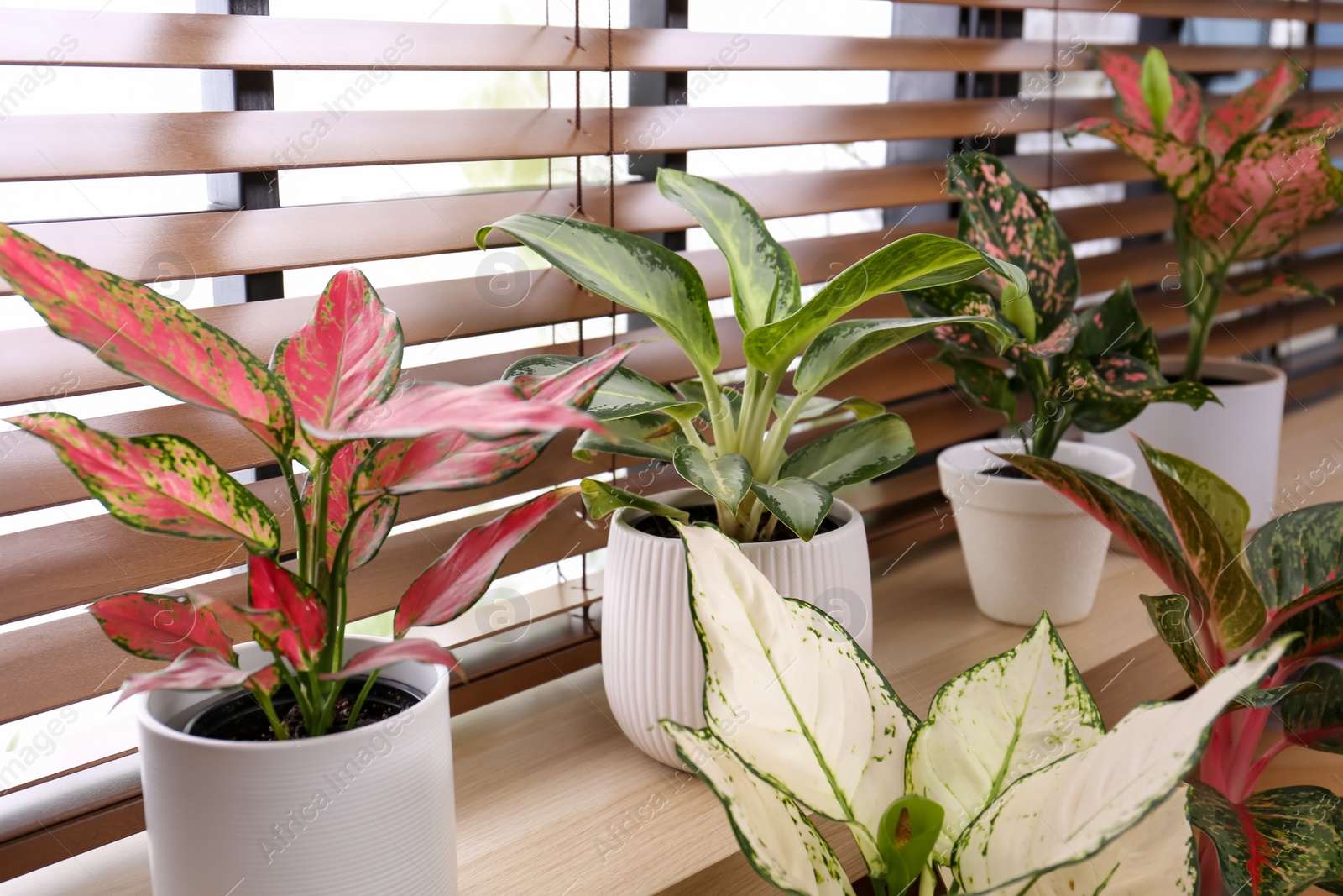 Photo of Beautiful houseplants on wooden window sill indoors, closeup