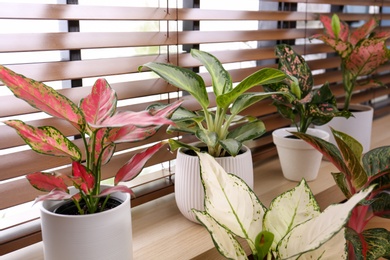 Beautiful houseplants on wooden window sill indoors, closeup