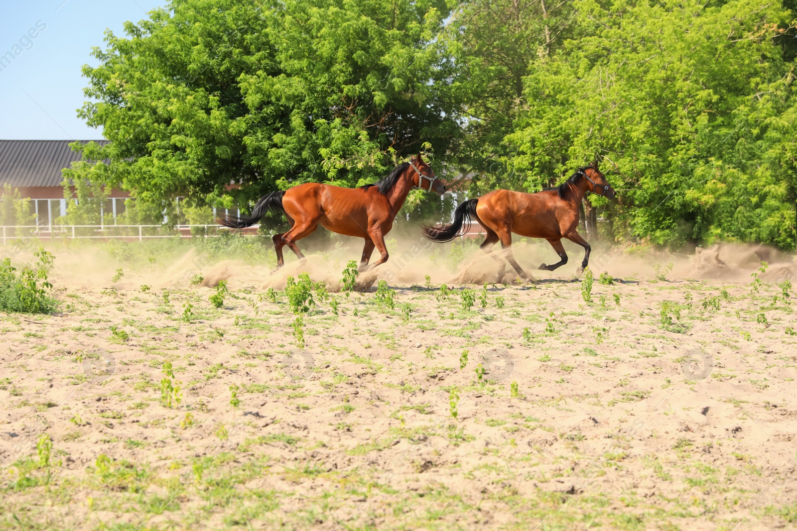 Photo of Bay horses in paddock on sunny day. Beautiful pets