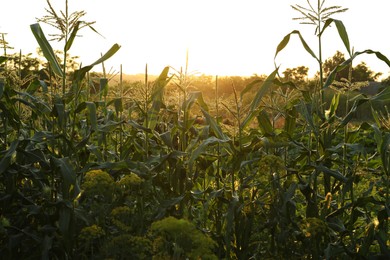 Photo of Beautiful view of corn field at sunset