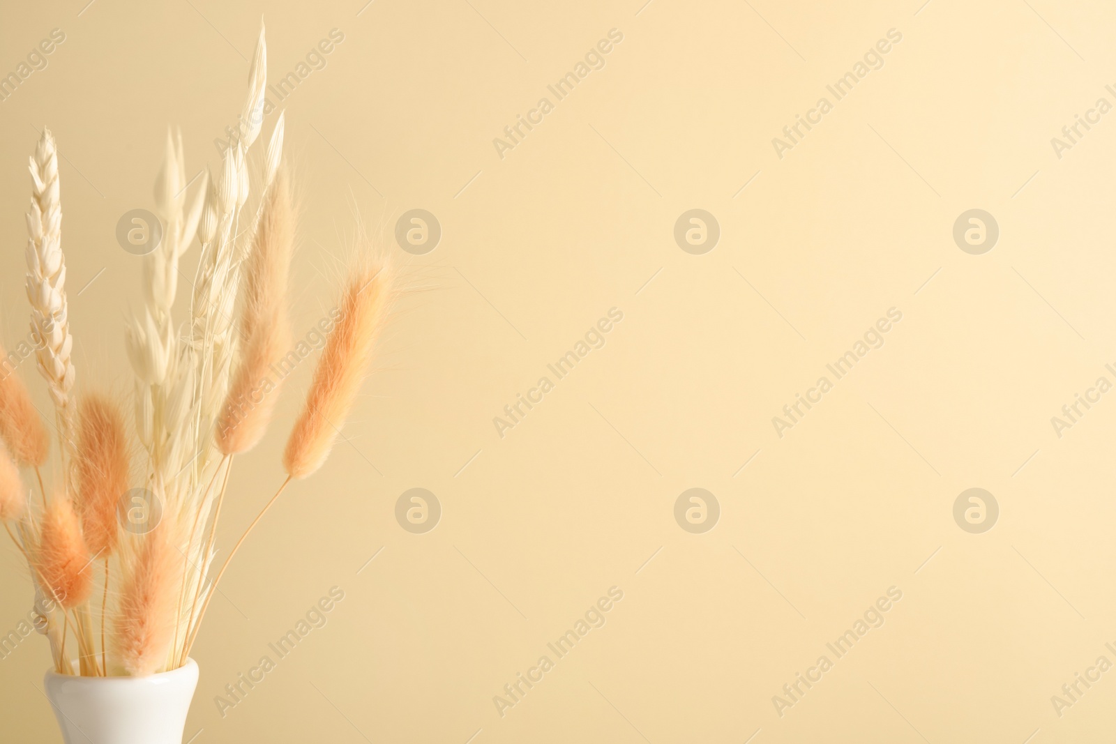 Photo of Dried flowers in vase against beige background. Space for text