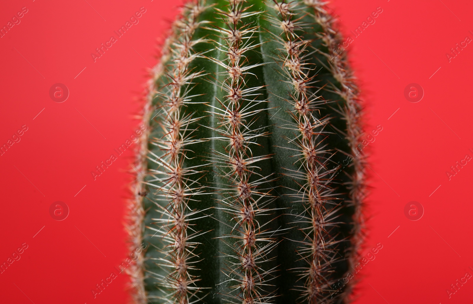 Photo of Beautiful green cactus on red background, closeup. Tropical plant