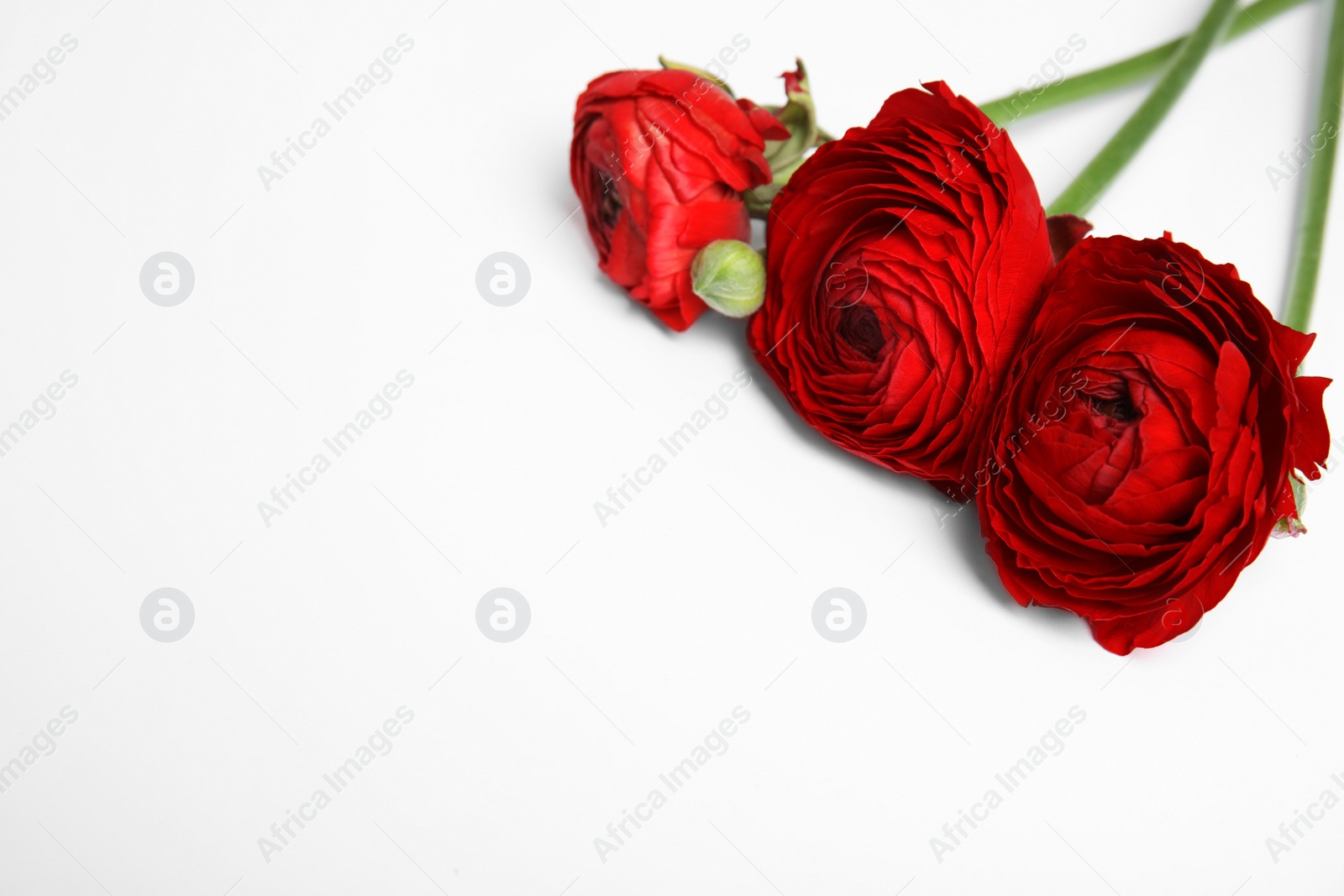 Photo of Beautiful spring ranunculus flowers on white background