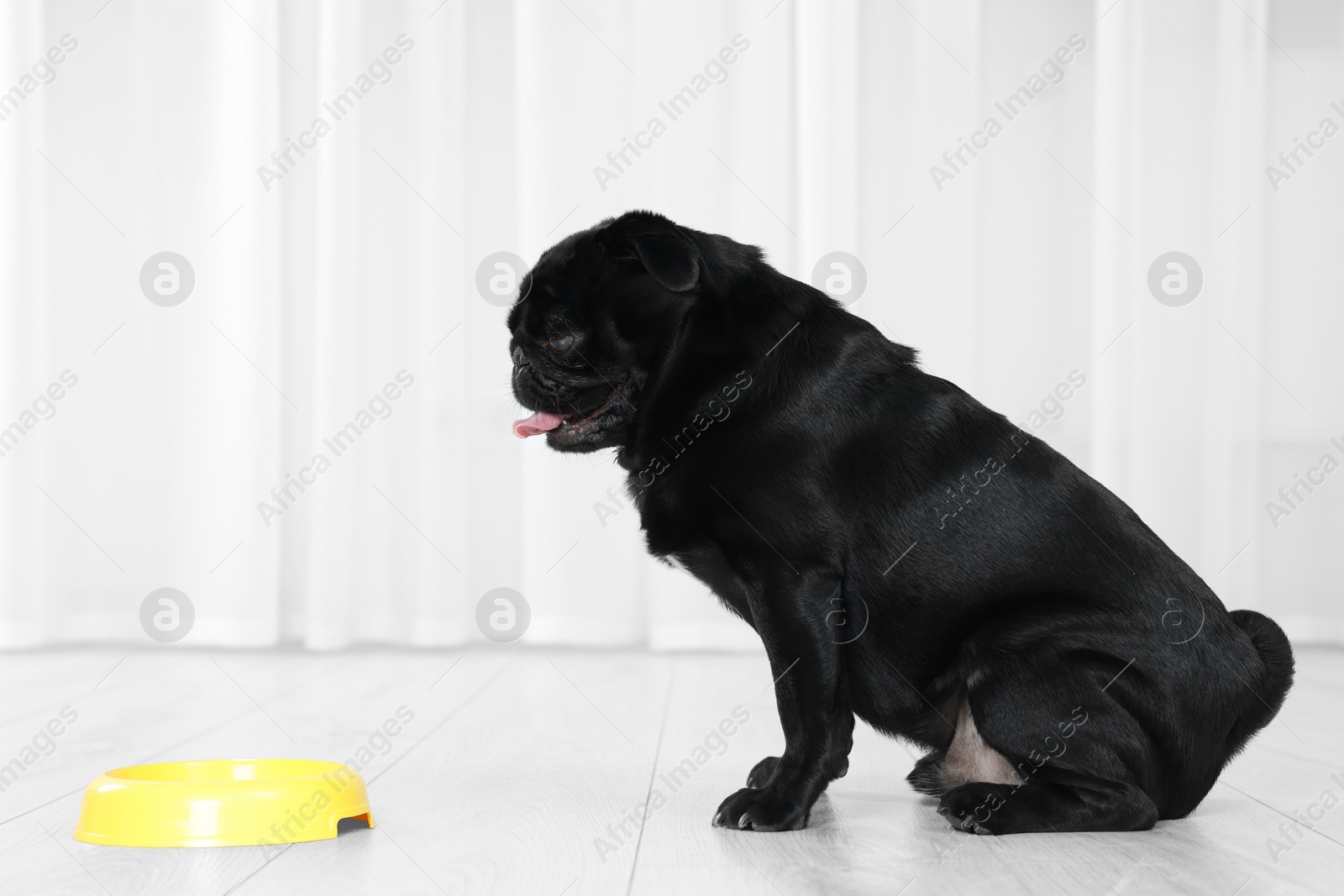 Photo of Cute Pug dog eating from plastic bowl in room, space for text