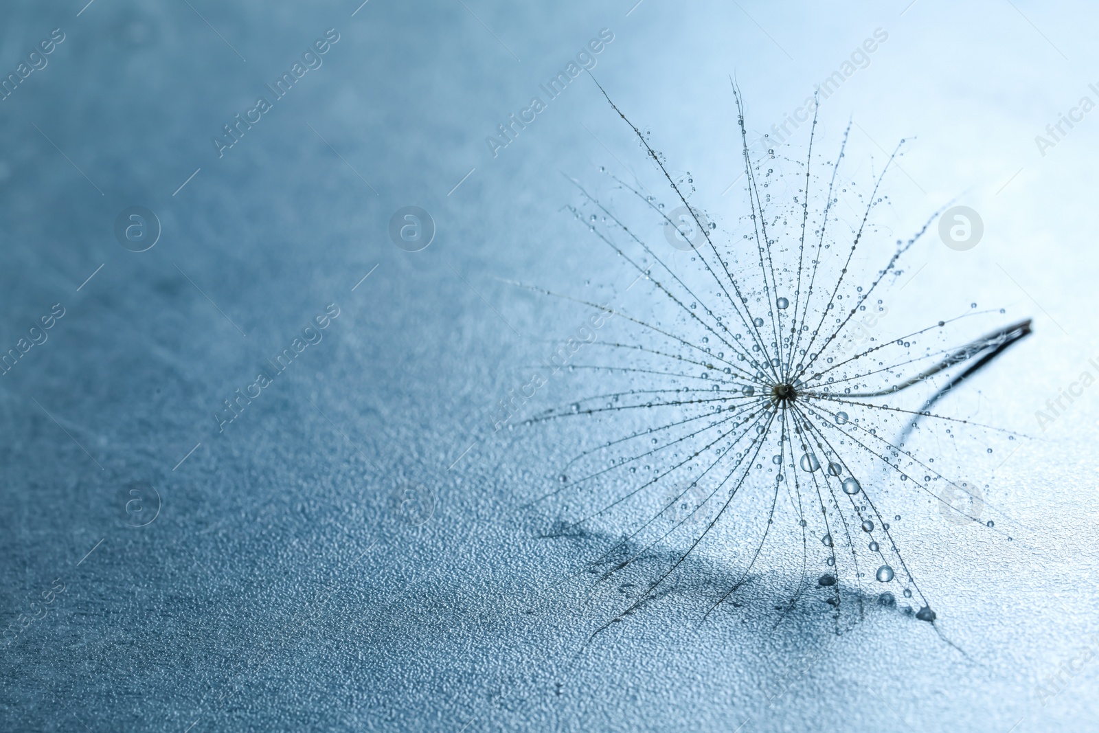 Photo of Seed of dandelion flower with water drops on blue background, closeup. Space for text