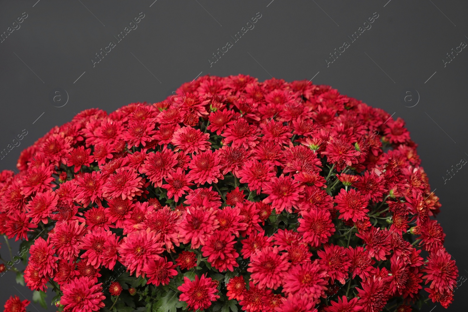 Photo of Fresh red chrysanthemum flowers on dark grey background