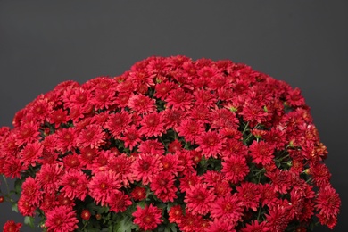 Fresh red chrysanthemum flowers on dark grey background