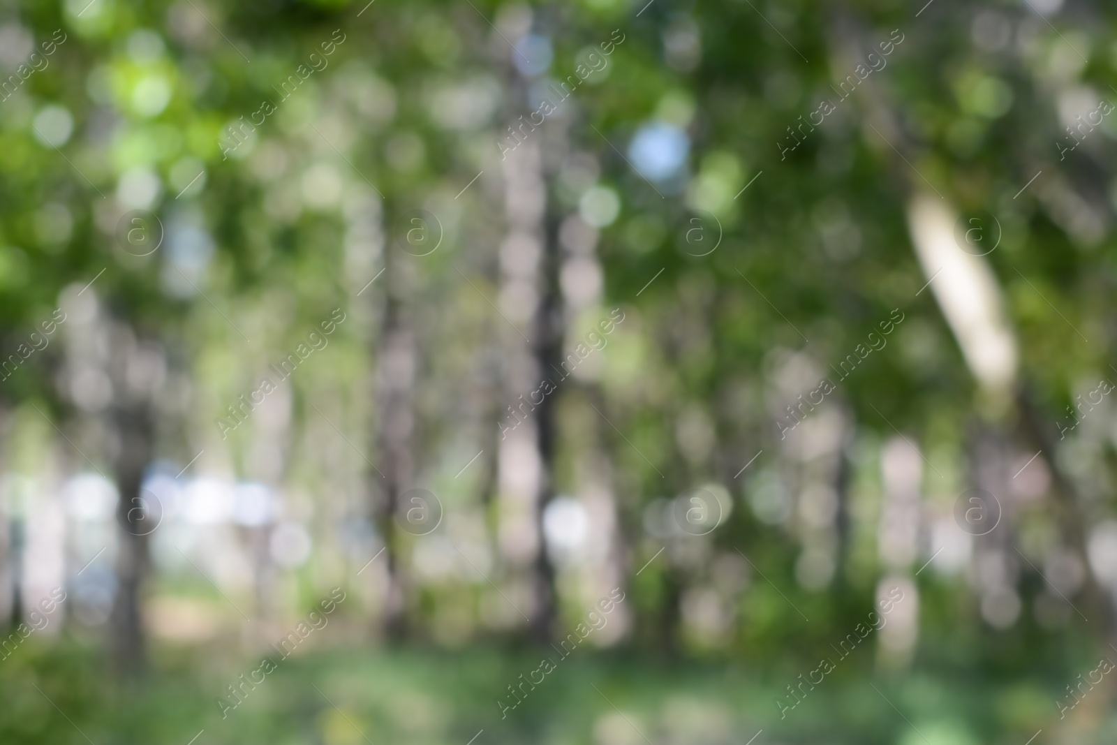 Photo of Park with trees on sunny day, blurred view. Bokeh effect