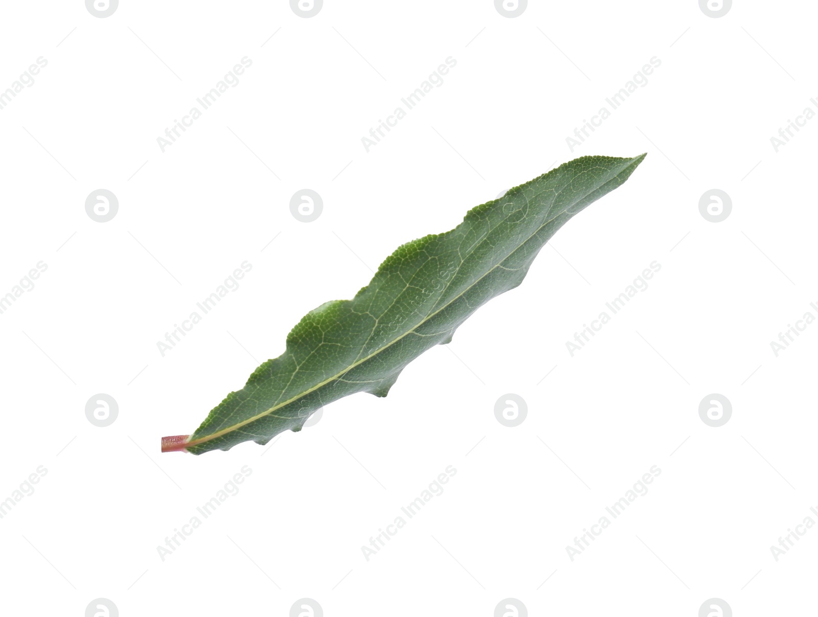 Photo of One fresh bay leaf isolated on white