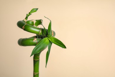 Photo of Beautiful fresh bamboo stem on beige background, space for text