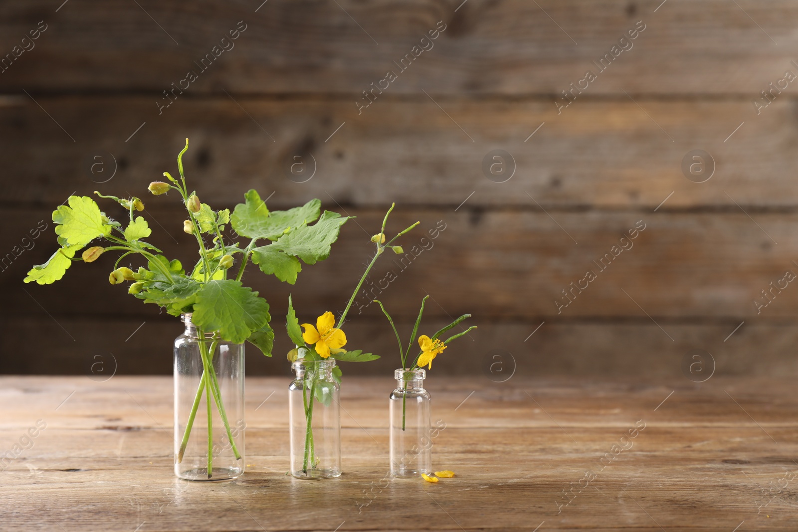 Photo of Celandine flowers in glass bottles on wooden table, space for text