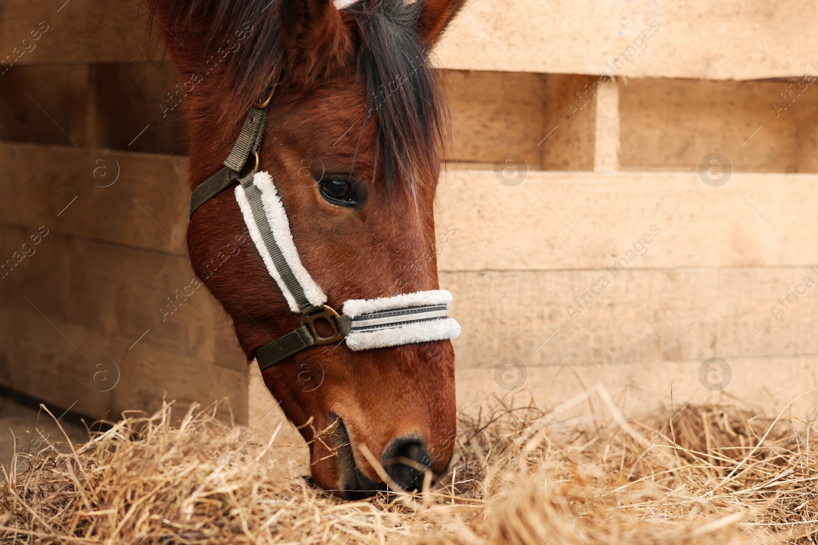 Photo of Adorable chestnut horse eating hay in wooden stable. Lovely domesticated pet