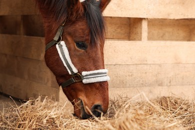 Adorable chestnut horse eating hay in wooden stable. Lovely domesticated pet