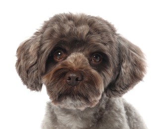 Photo of Cute Maltipoo dog on white background. Lovely pet