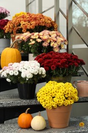 Many fresh chrysanthemum flowers in pots and pumpkins on stairs indoors