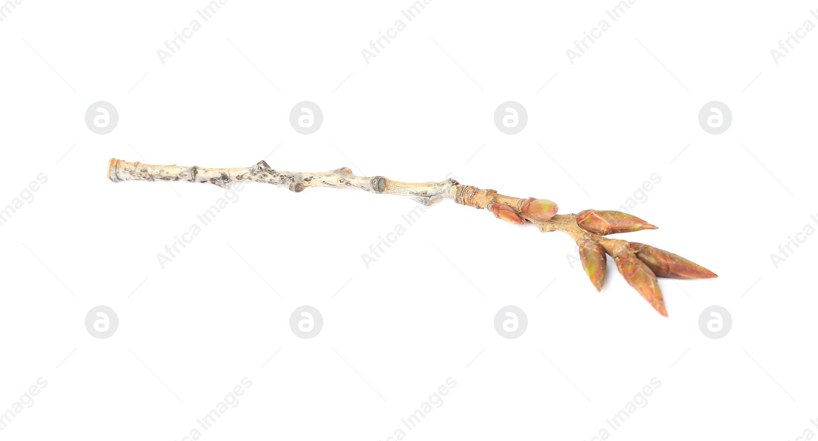 Photo of Tree twig with buds isolated on white