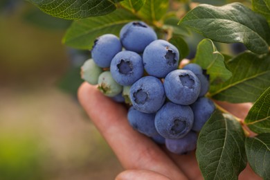Photo of Woman picking up wild blueberries outdoors, closeup and space for text. Seasonal berries