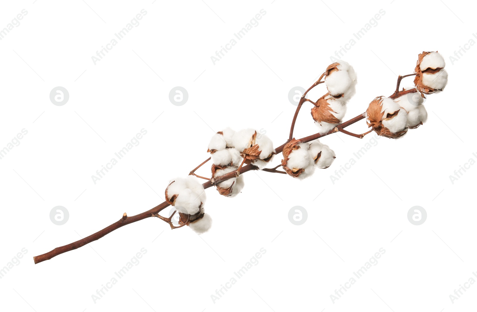 Photo of Beautiful fluffy cotton flowers on white background