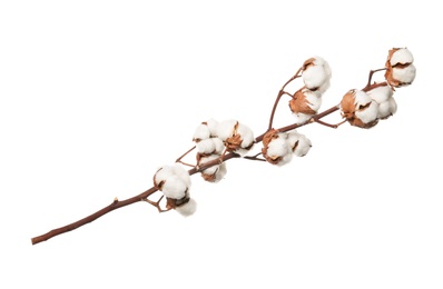 Photo of Beautiful fluffy cotton flowers on white background