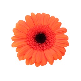 Photo of Beautiful orange gerbera flower isolated on white