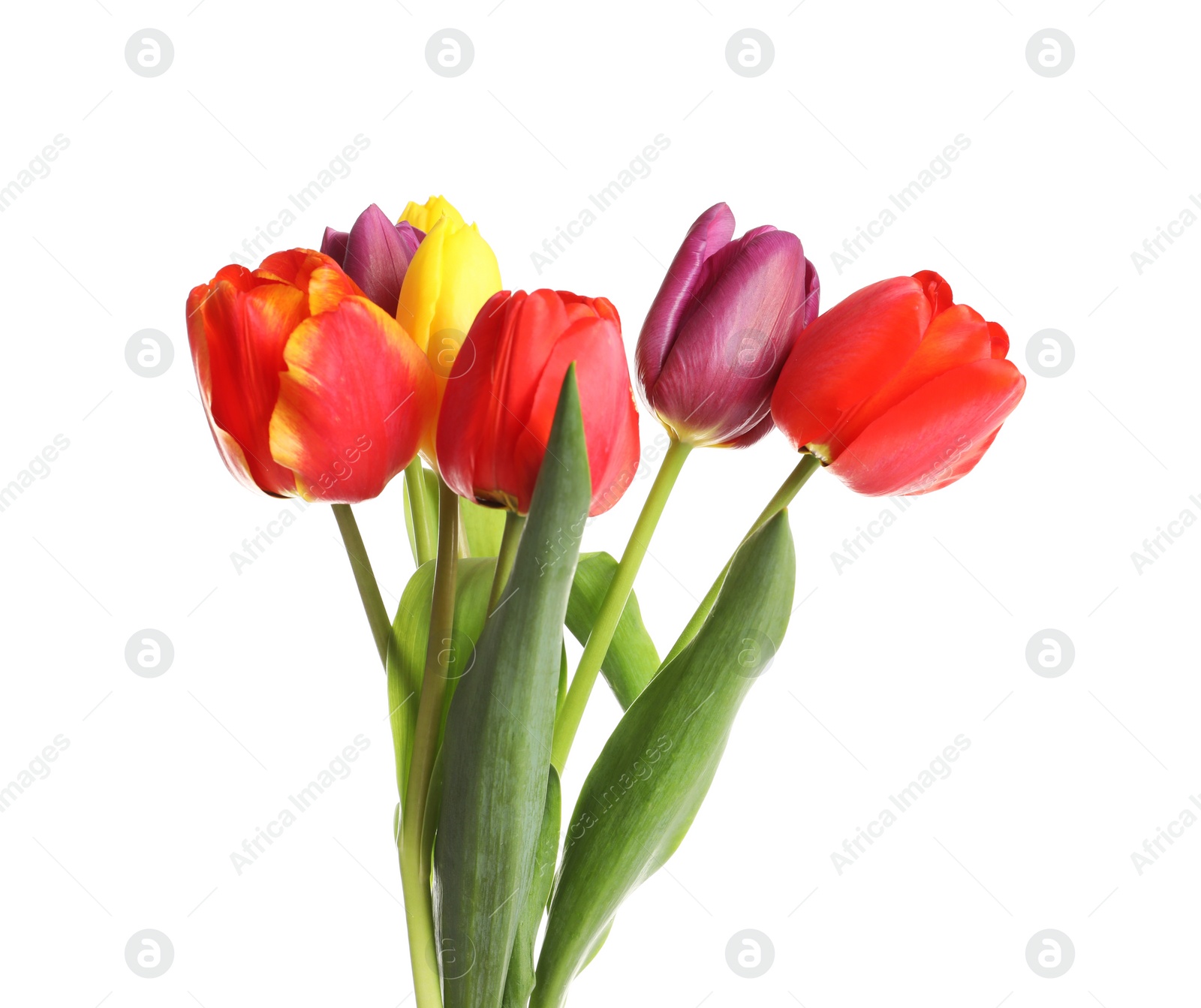 Photo of Beautiful bright tulips on white background. Spring flowers