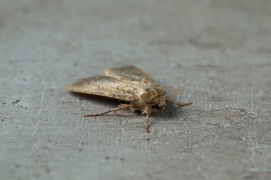 Photo of Paradrina clavipalpis moth on grey textured background