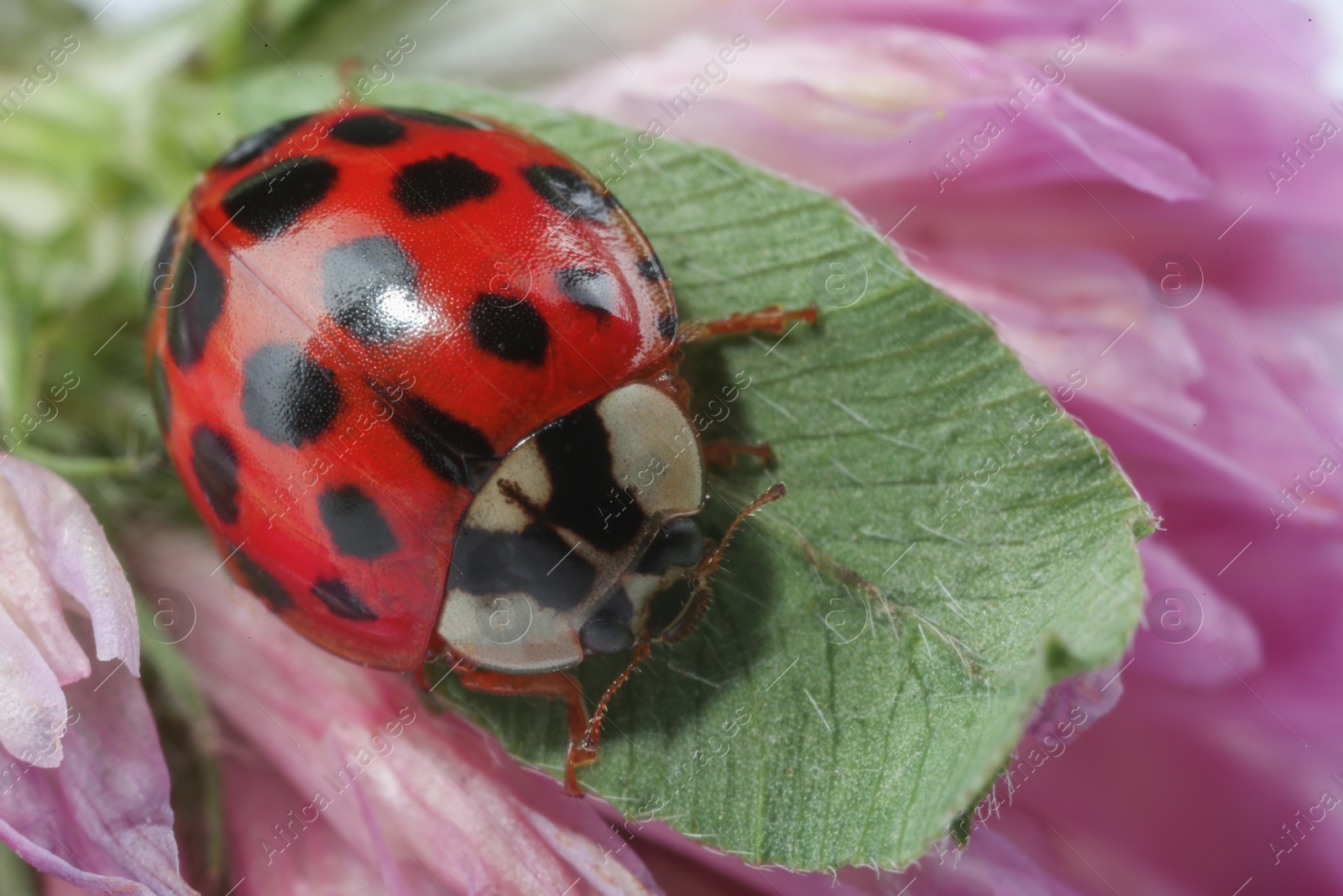 Photo of Red ladybug on green leaf of pink flower, macro view