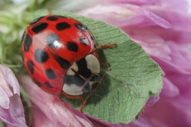 Photo of Red ladybug on green leaf of pink flower, macro view