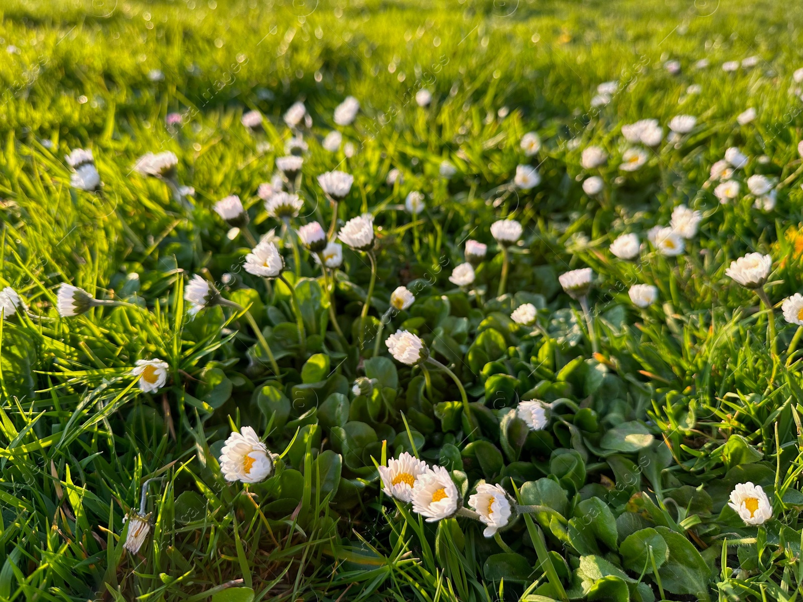 Photo of Beautiful white daisy flowers and green grass growing outdoors