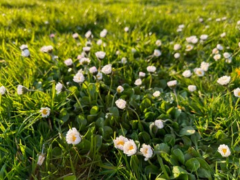 Photo of Beautiful white daisy flowers and green grass growing outdoors