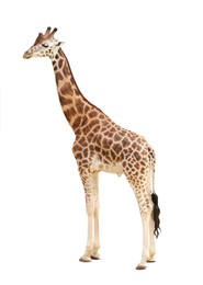 Image of Beautiful Rothschild's giraffe on white background. Exotic animal