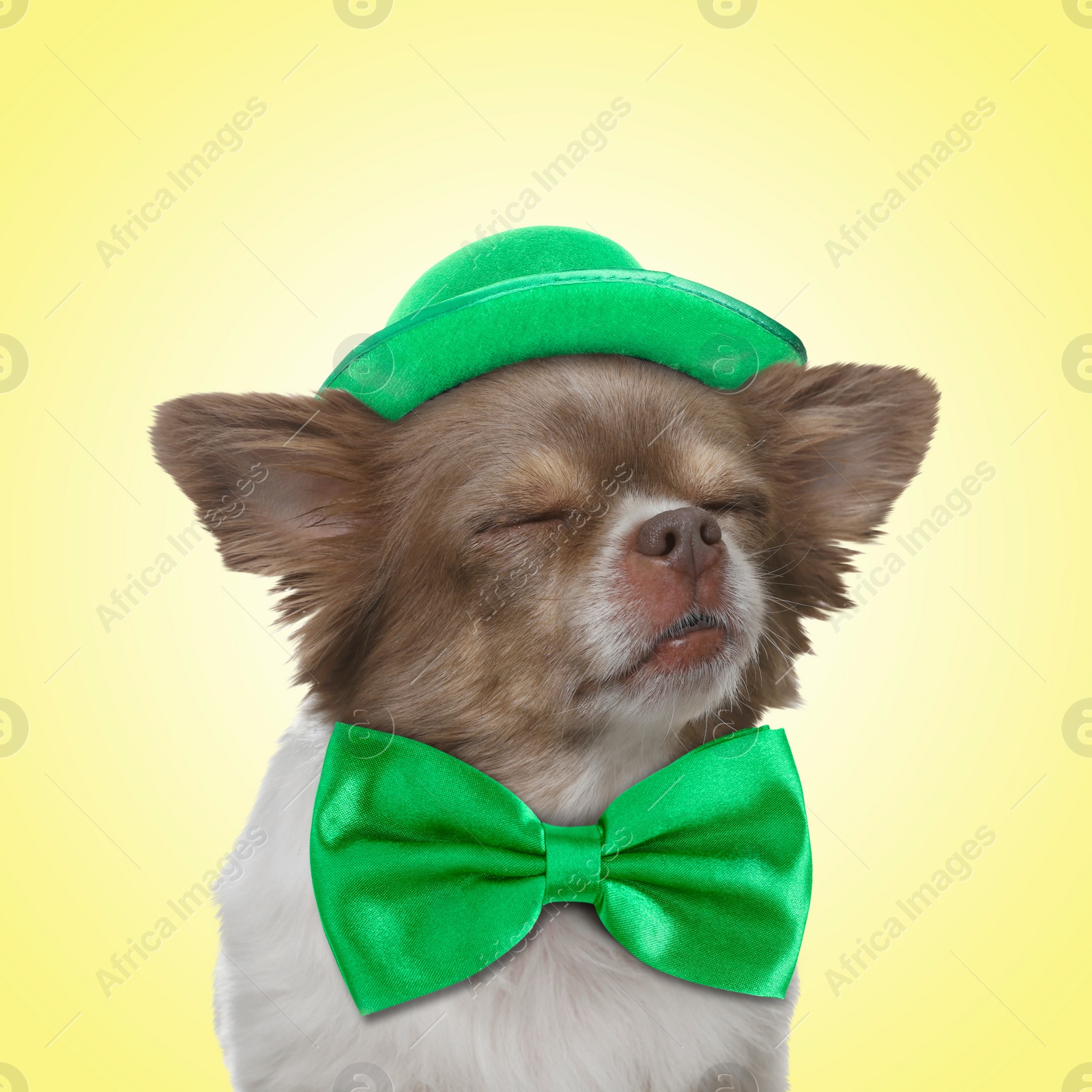 Image of St. Patrick's day celebration. Cute Chihuahua dog with green bow tie and leprechaun hat on yellow background