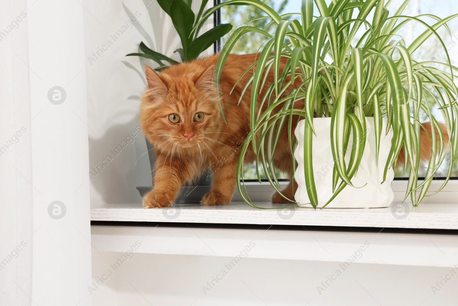 Photo of Adorable cat near green houseplants on windowsill at home