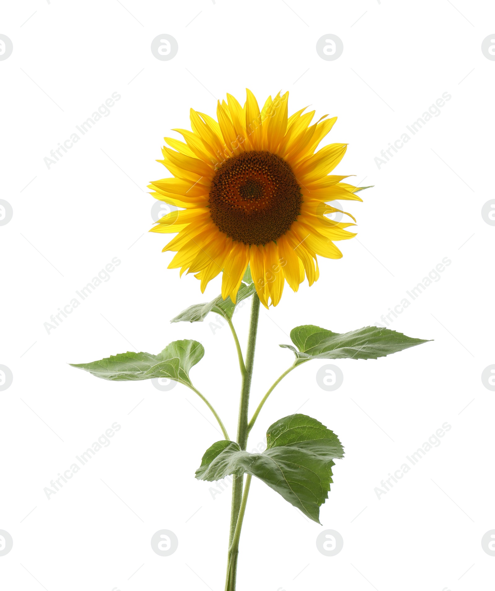 Photo of Beautiful bright blooming sunflower isolated on white