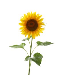 Photo of Beautiful bright blooming sunflower isolated on white