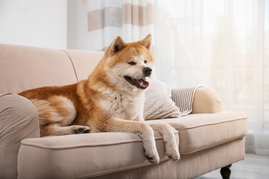 Cute Akita Inu dog on sofa in living room