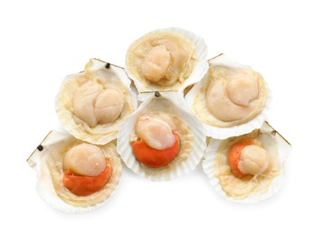 Many fresh raw scallops in shells isolated on white, top view