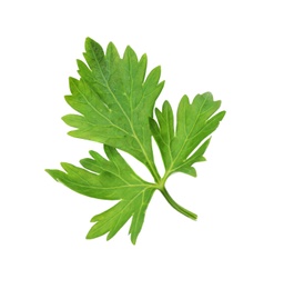 Photo of Aromatic fresh green parsley on white background