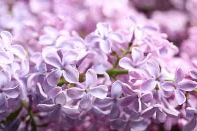 Photo of Beautiful blossoming lilac as background, closeup. Spring flowers