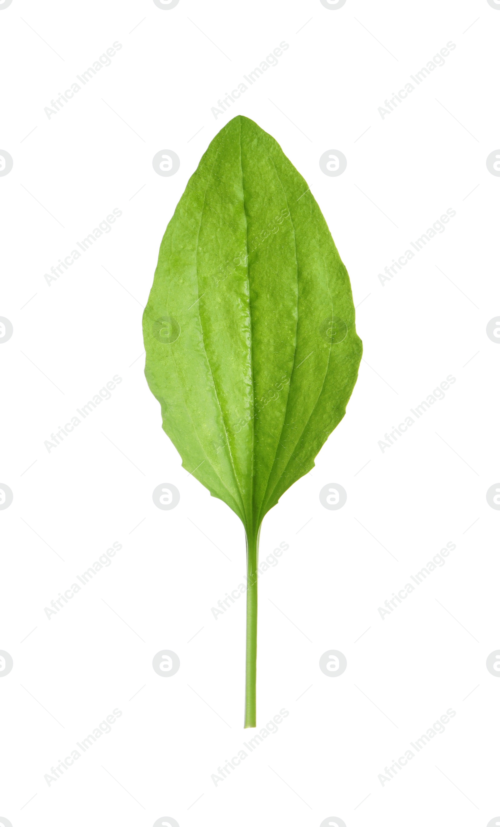 Photo of Fresh green broadleaf plantain leaf isolated on white