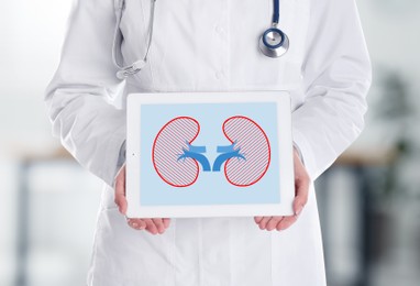Closeup view of doctor holding modern tablet with illustration of kidneys indoors