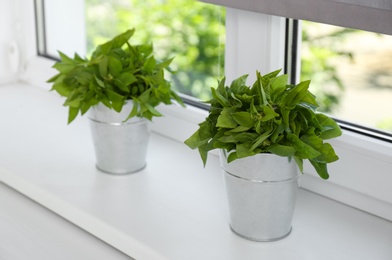 Fresh green basil in pots on white window sill