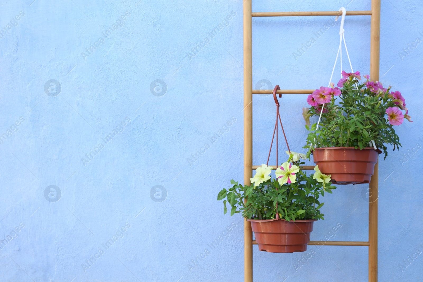 Photo of Beautiful petunia flowers in pots on light blue background. Space for text