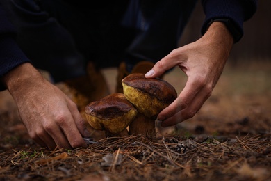 Man picking mushrooms in autumn forest, closeup