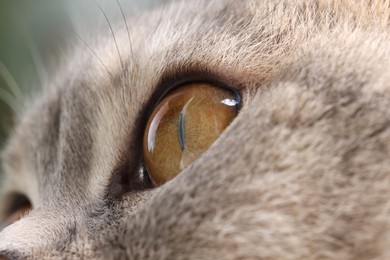 Photo of Macro photo of cat with beautiful eyes. Cute pet