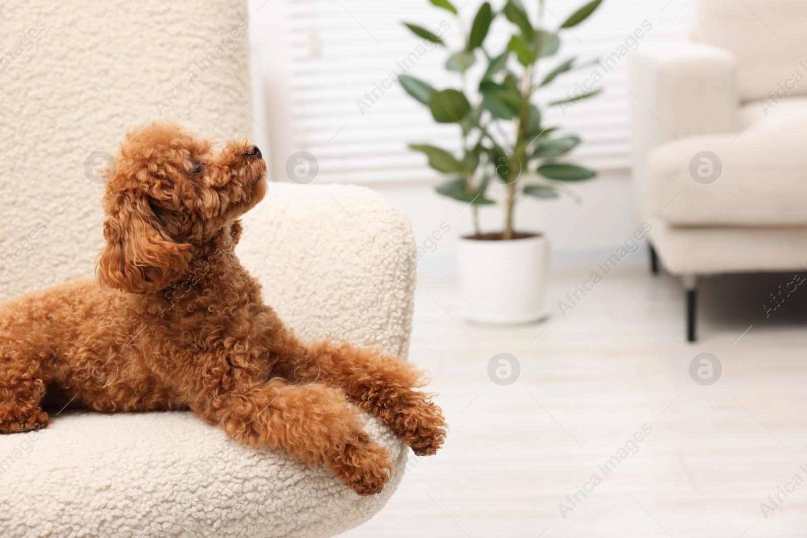 Photo of Cute Maltipoo dog resting on armchair at home, space for text. Lovely pet