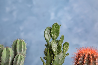 Photo of Beautiful cacti on color background