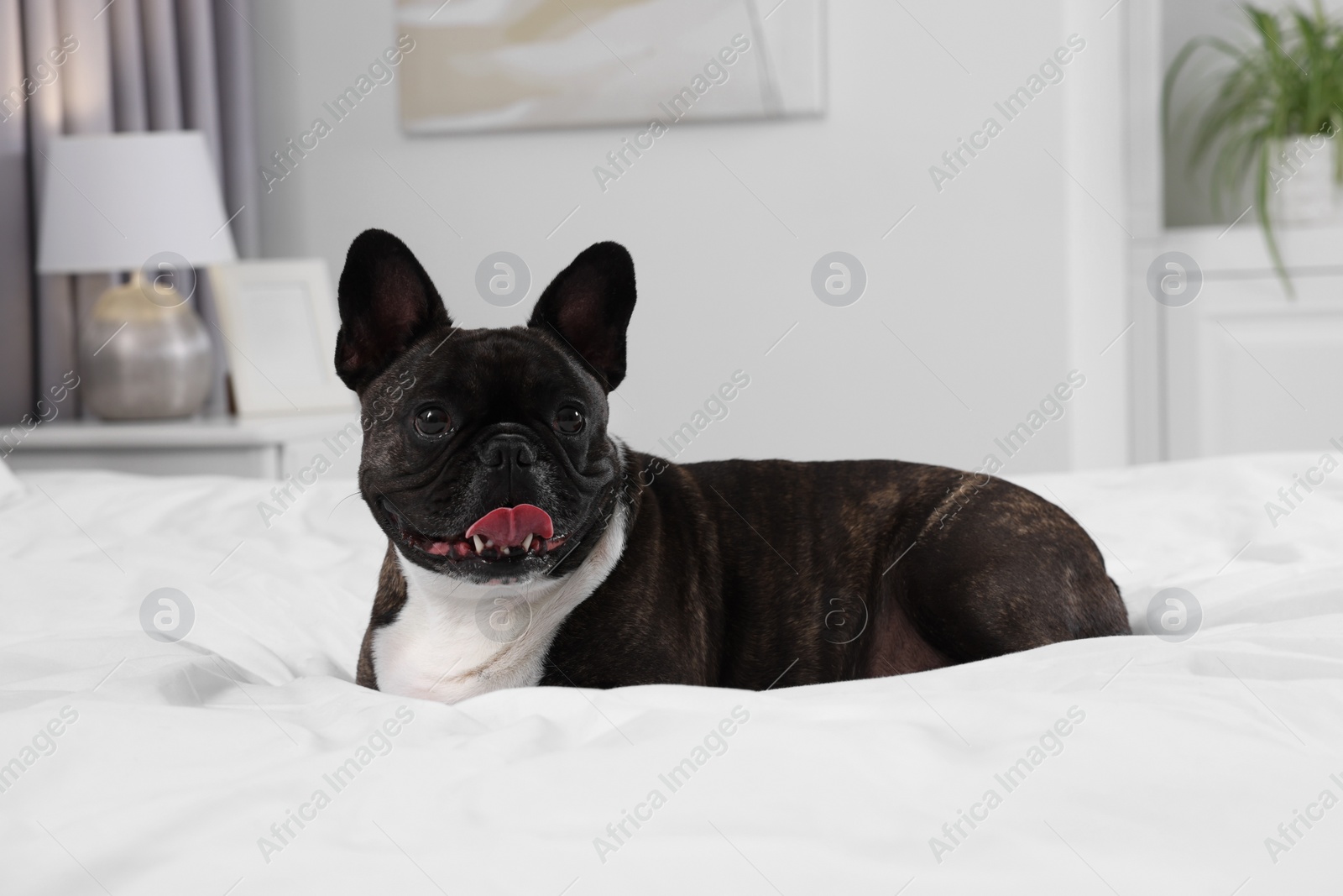 Photo of Adorable French Bulldog lying on bed indoors. Lovely pet