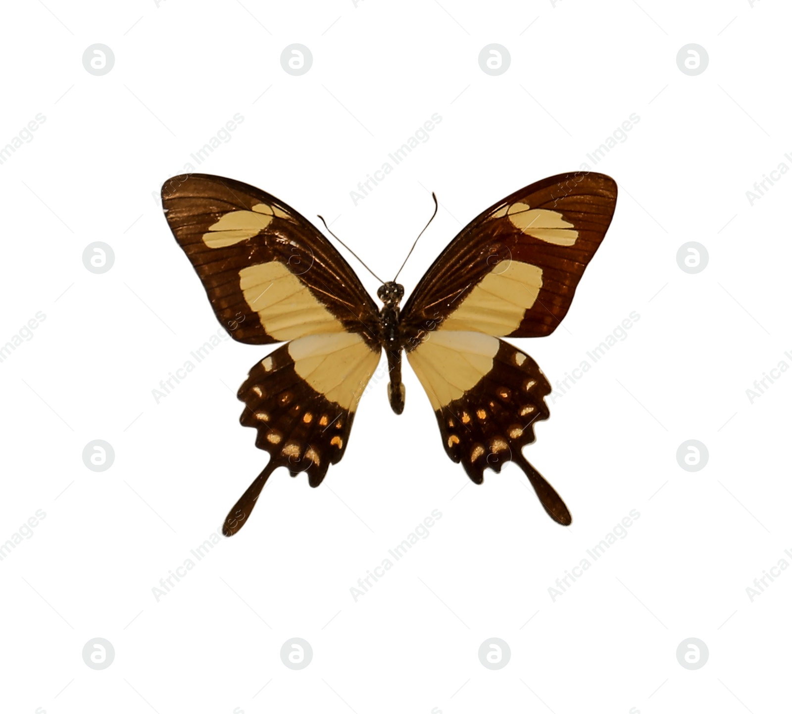 Image of Beautiful fragile exotic butterfly on white background