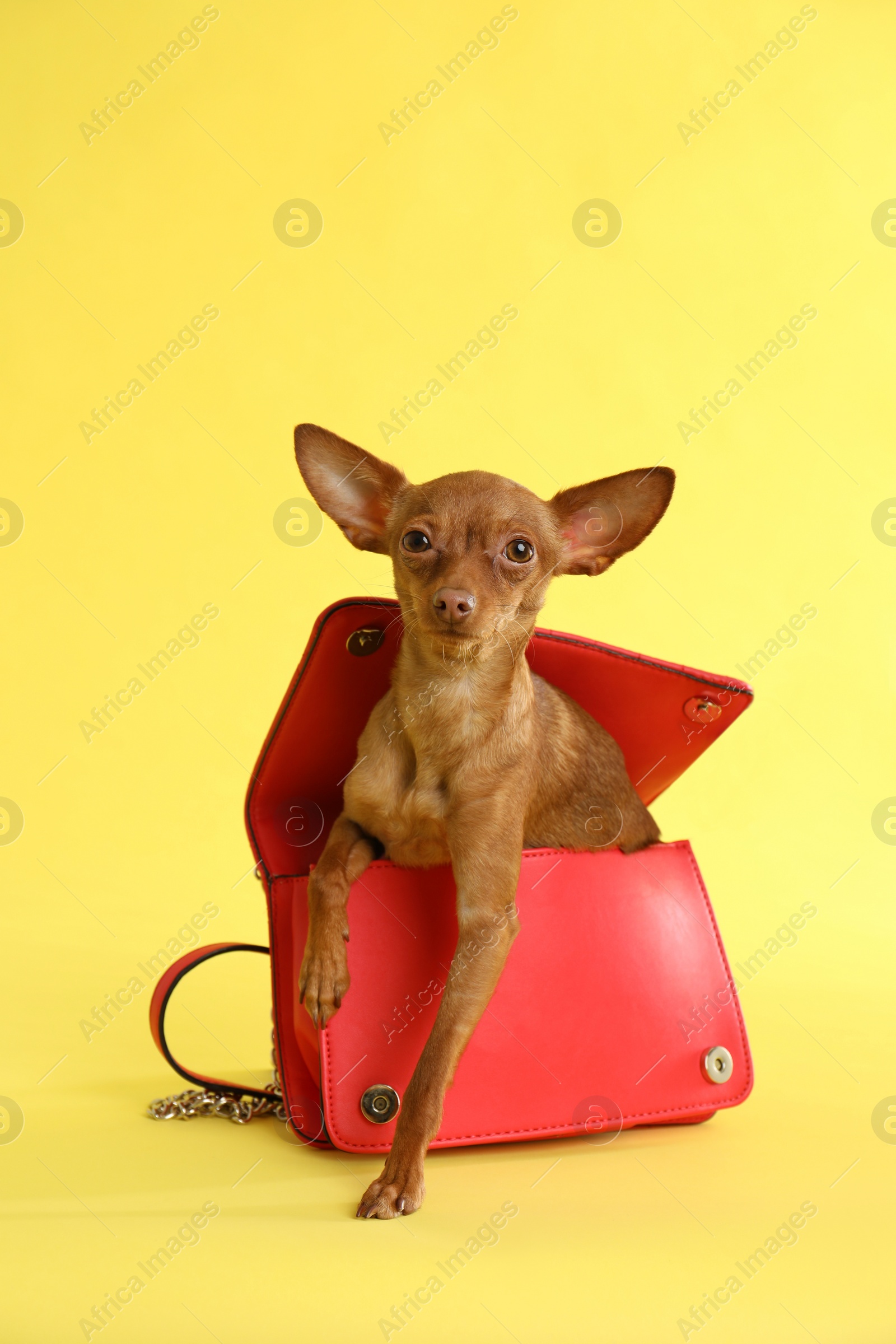 Photo of Cute toy terrier in female handbag on color background. Domestic dog